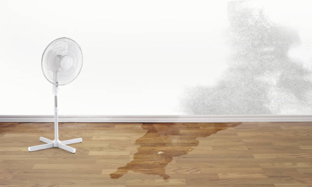 Best Basement water damage restoration  in West Hattiesburg, MS