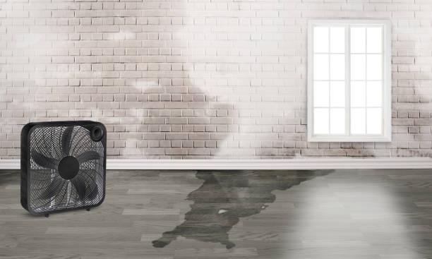 Best Water damage mitigation services  in West Hattiesburg, MS